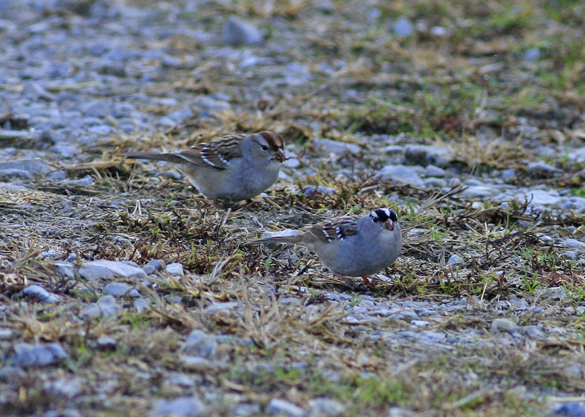 White-crowned Sparrow - ML285472061