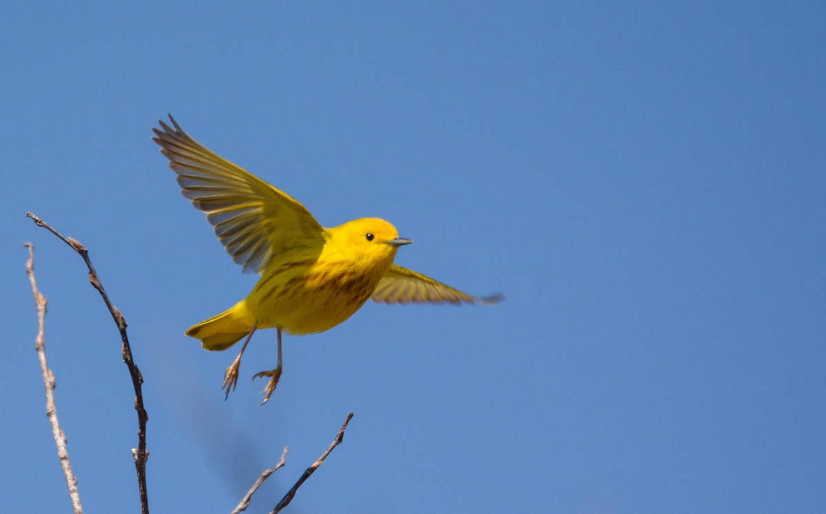 Yellow Warbler - John Sutton