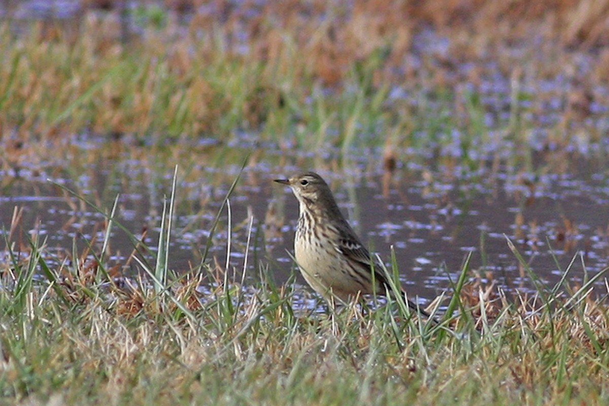 American Pipit - Nell Moore