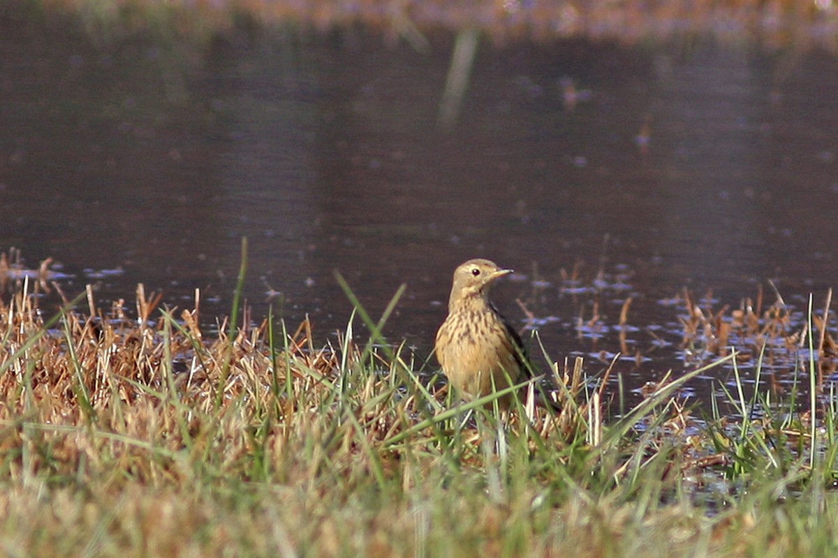 American Pipit - Nell Moore