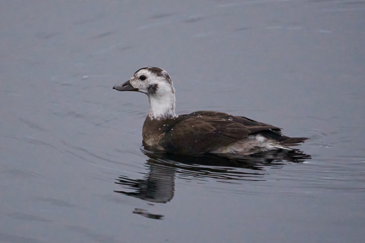 Long-tailed Duck - Dominique Genna