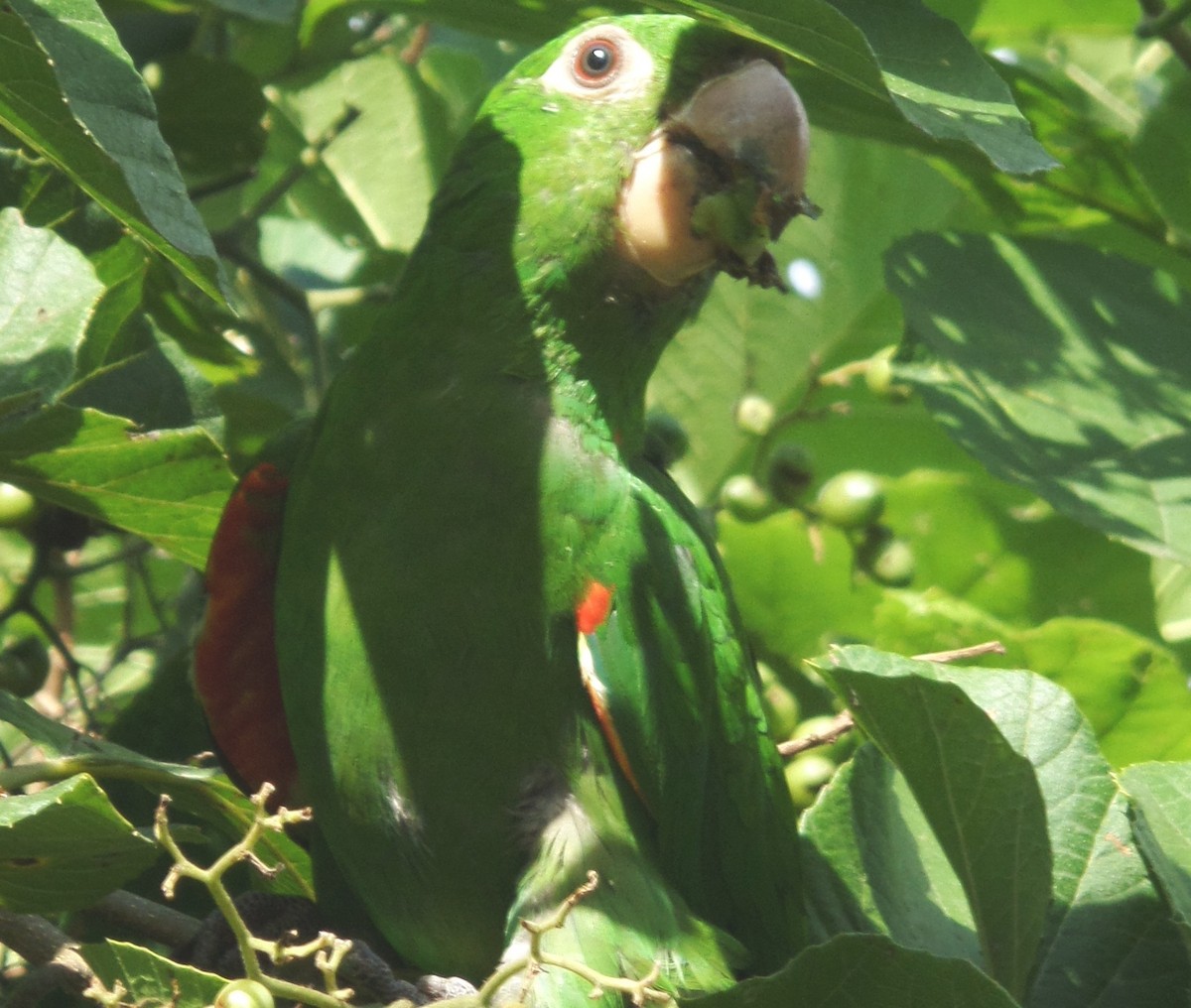 White-eyed Parakeet - Alfredo Correa