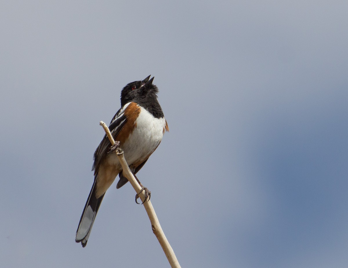 Spotted Towhee - ML285484931