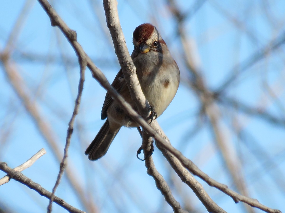 American Tree Sparrow - ML285491451