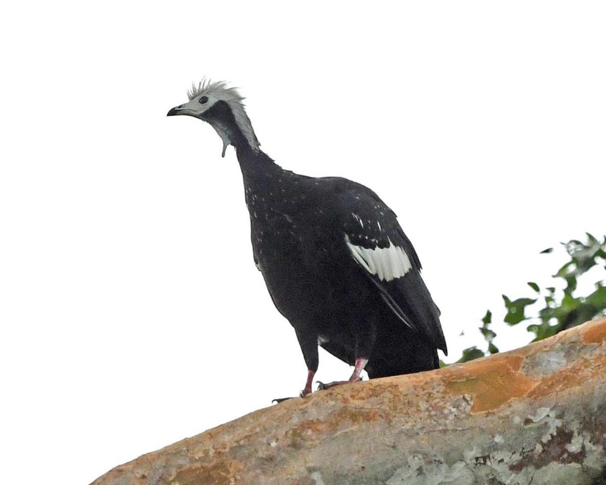White-throated Piping-Guan - ML285491491
