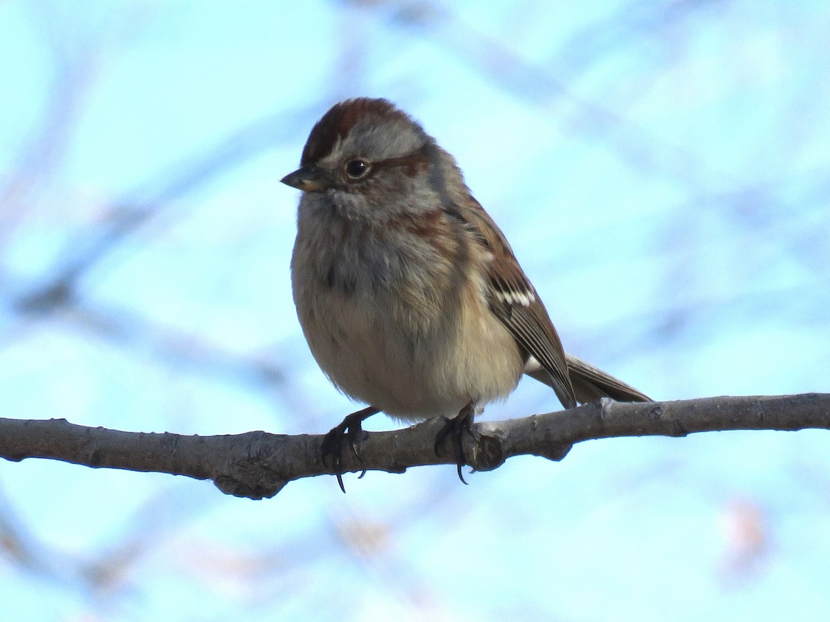 American Tree Sparrow - ML285491611