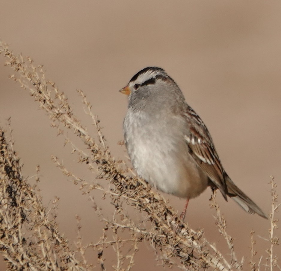 White-crowned Sparrow - ML285491921