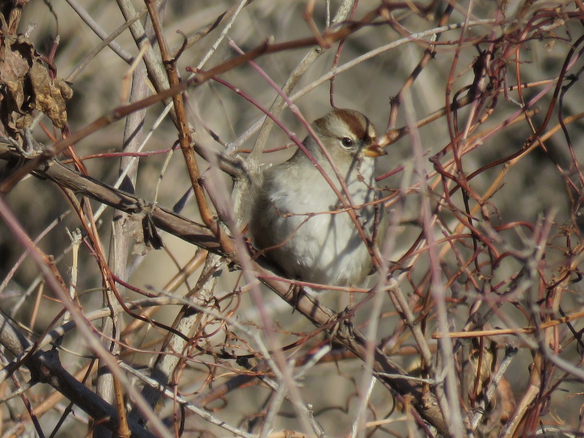 White-crowned Sparrow - Gregg Friesen