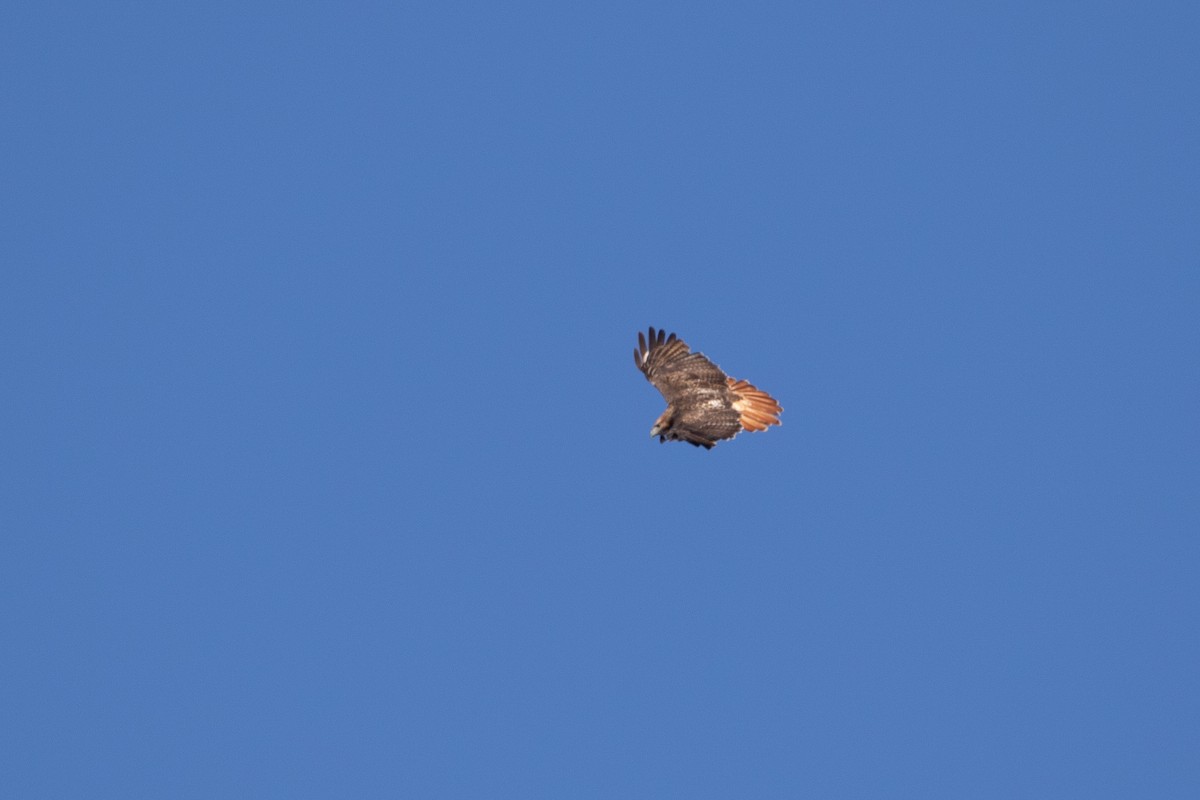 Red-tailed Hawk - ML285498921