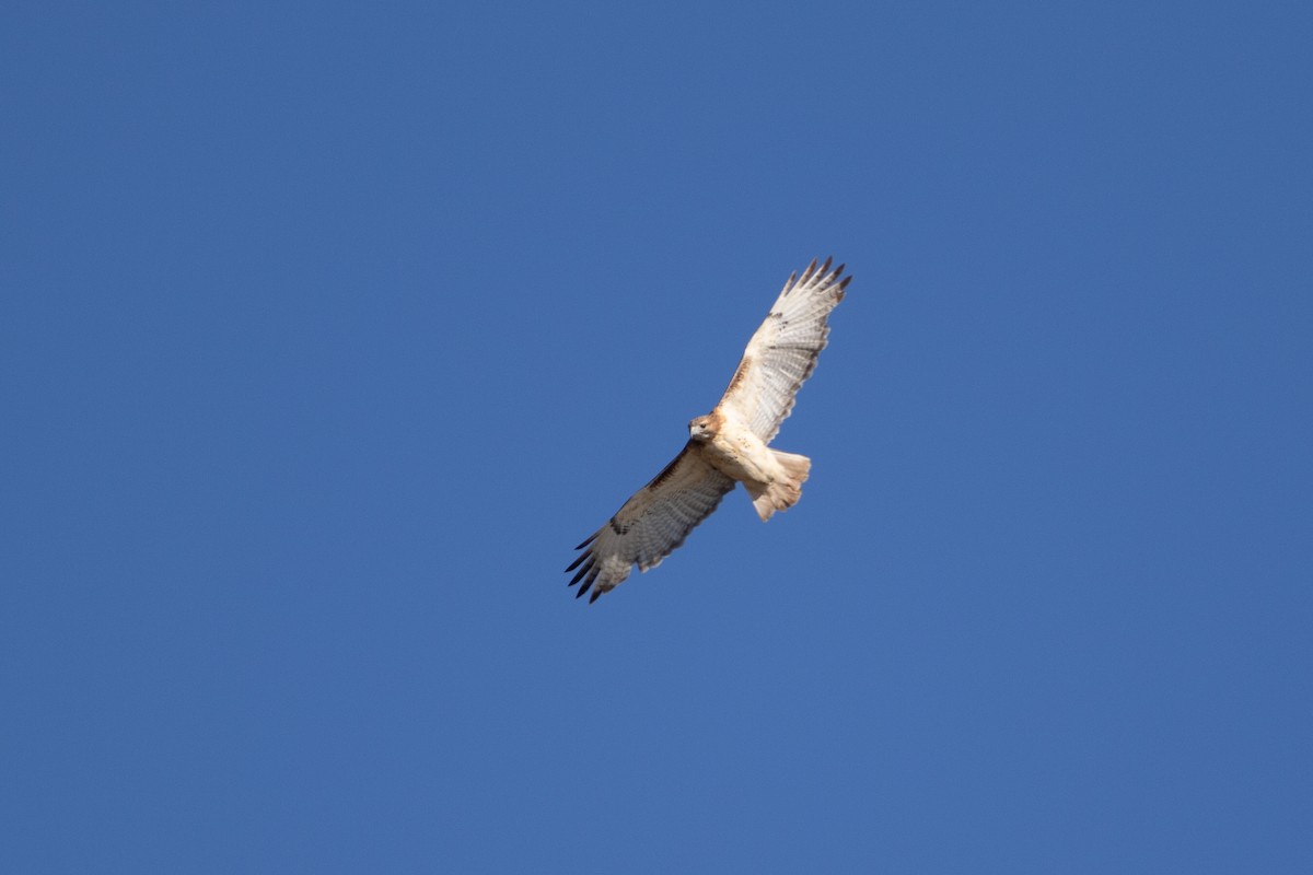Red-tailed Hawk - ML285498931