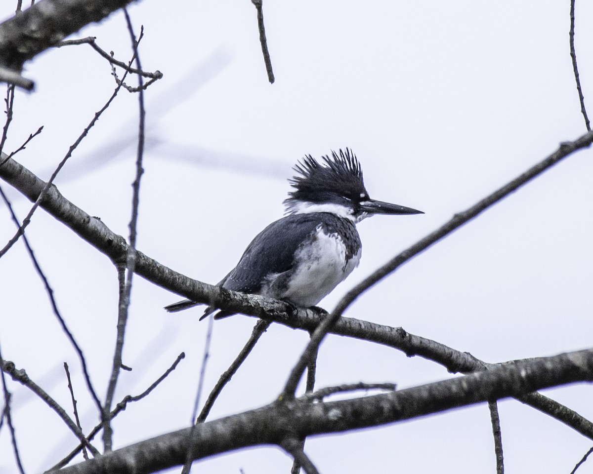 Belted Kingfisher - ML285503021