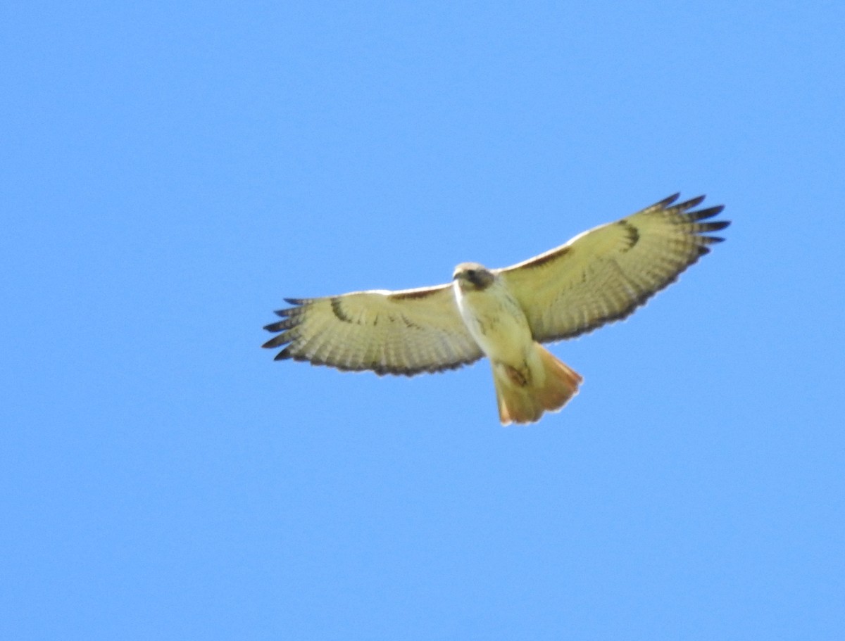 Red-tailed Hawk - ML285508071