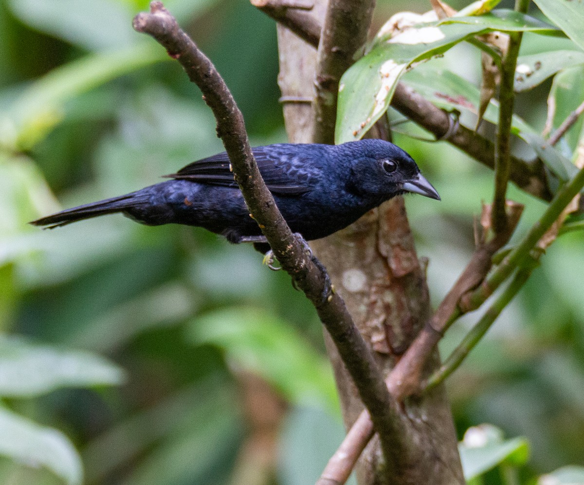Ruby-crowned Tanager - ML285508361