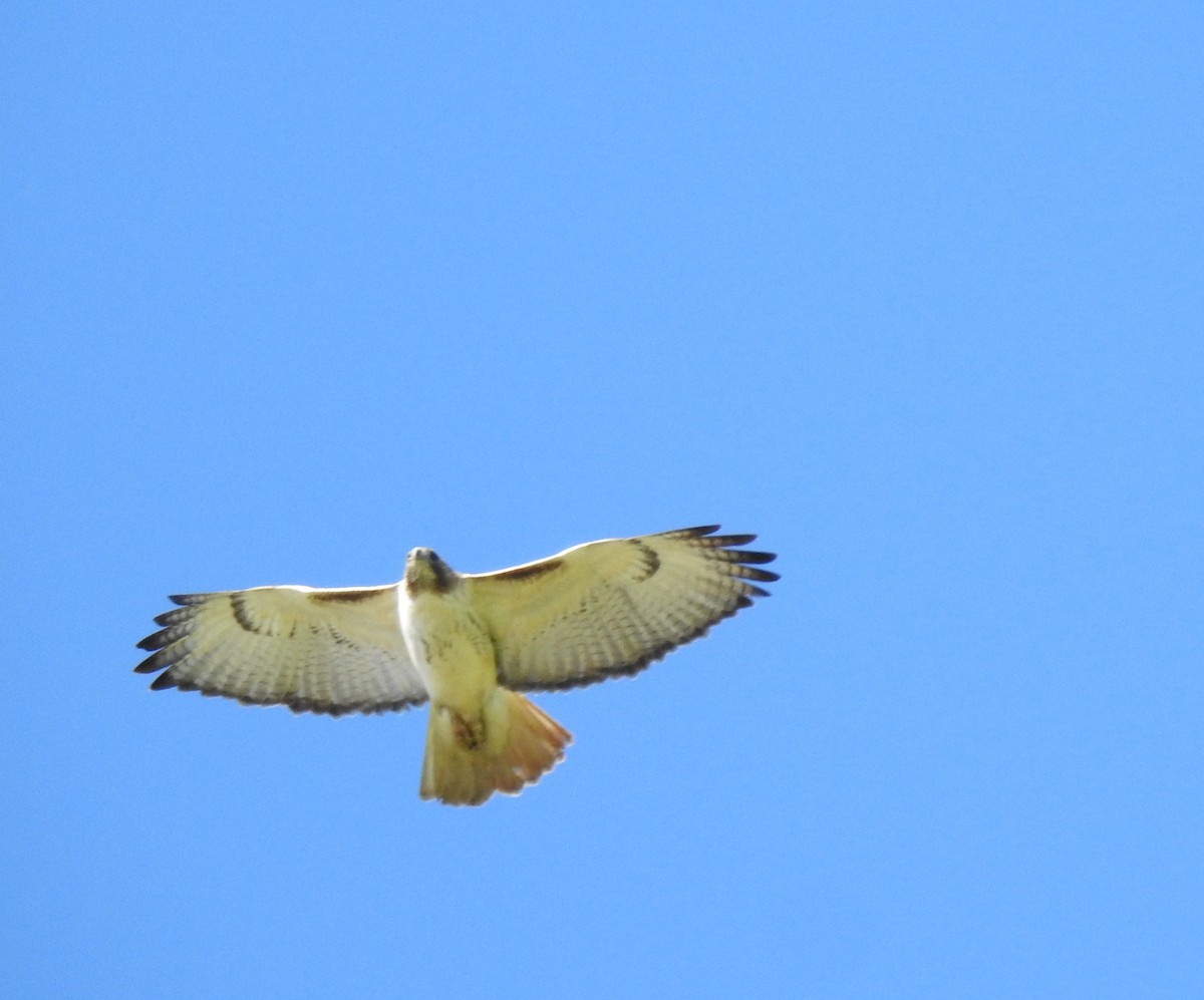 Red-tailed Hawk - ML285509141