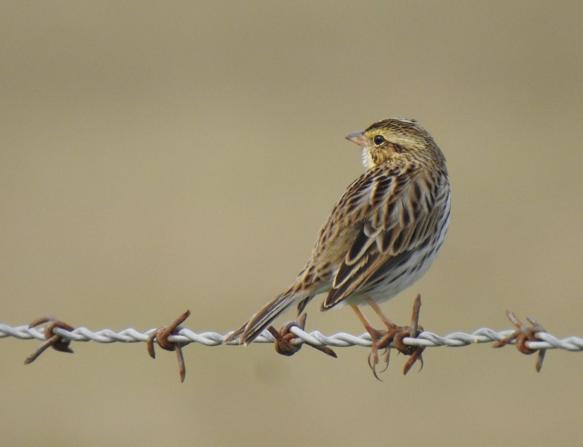 Savannah Sparrow - ML285509201