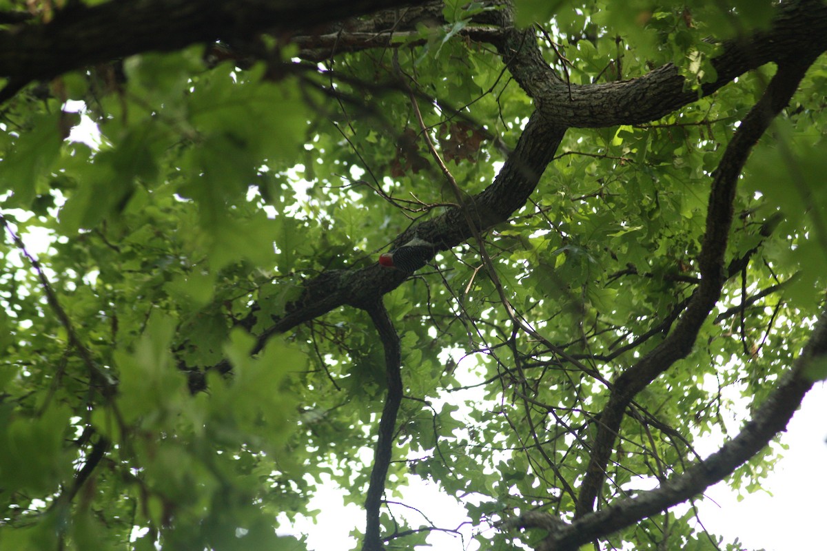 Red-bellied Woodpecker - Tommy Goodwin