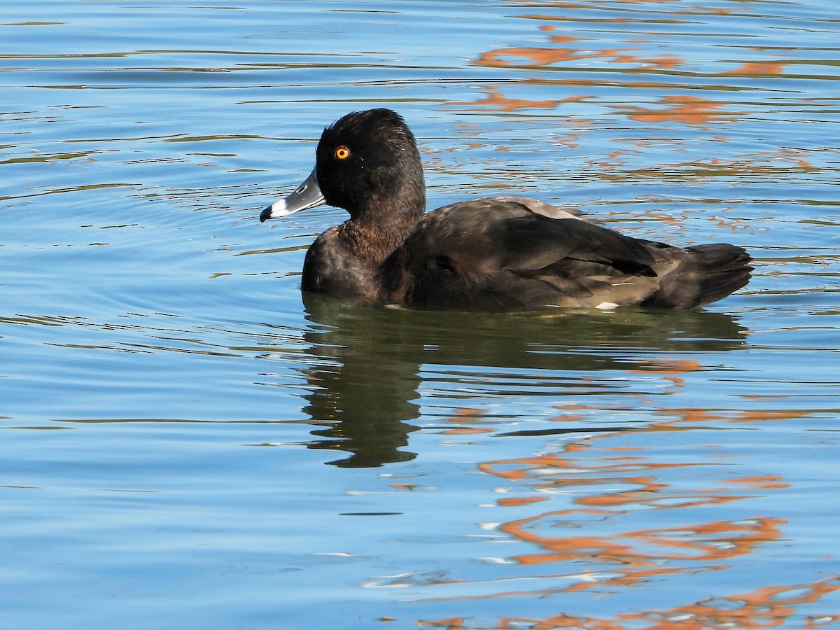 Ring-necked Duck - ML285513601