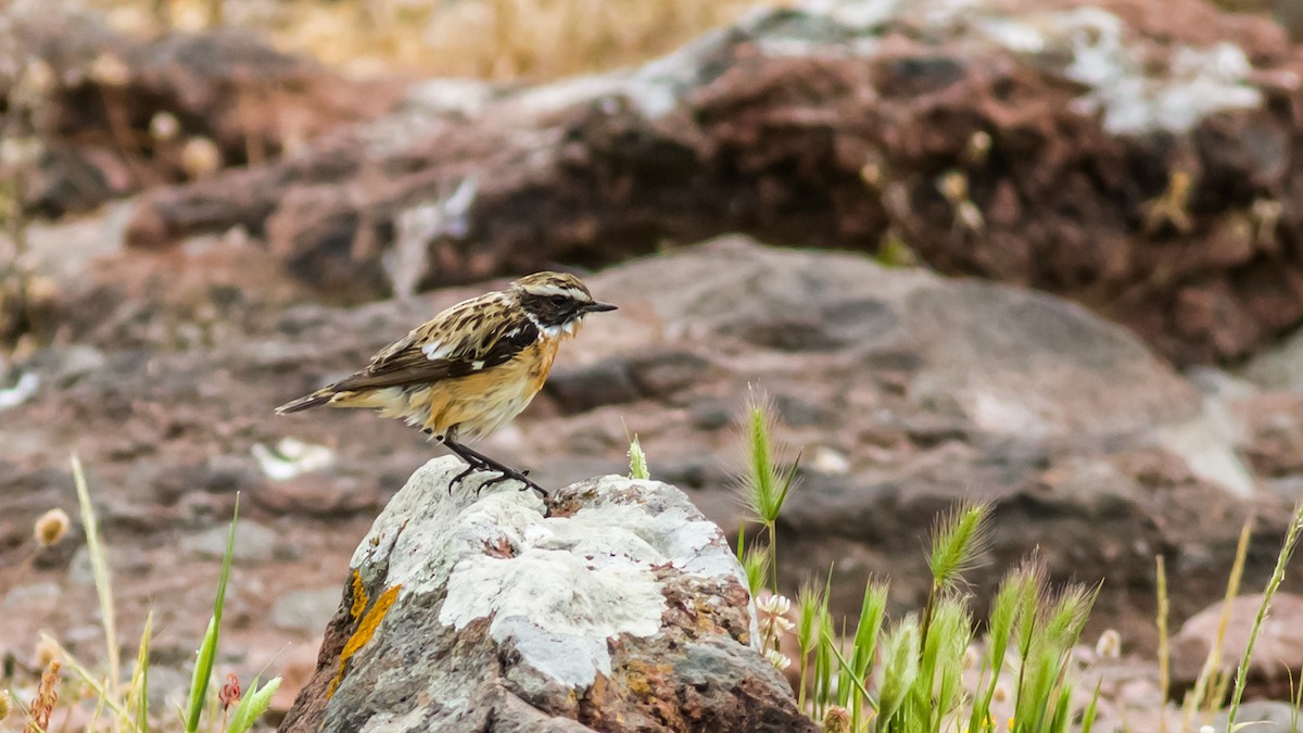 Whinchat - ML28551451