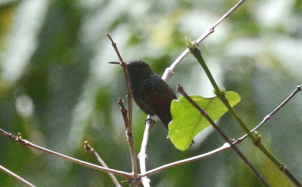 Berylline Hummingbird (Sumichrast's) - Bill Telfair