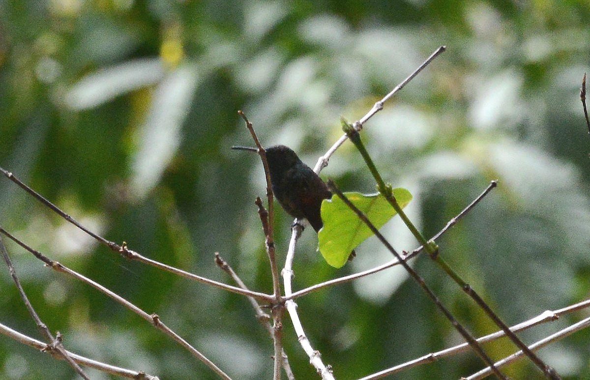 Berylline Hummingbird (Sumichrast's) - ML285515251