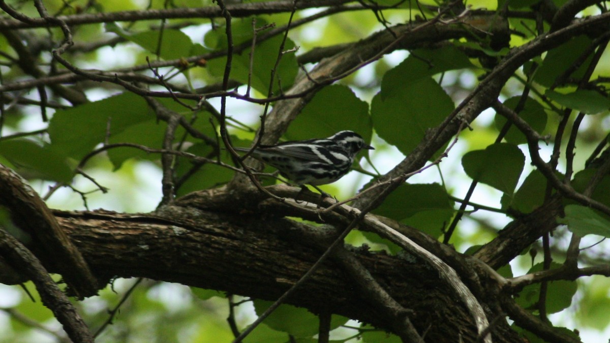 Black-and-white Warbler - ML28551581