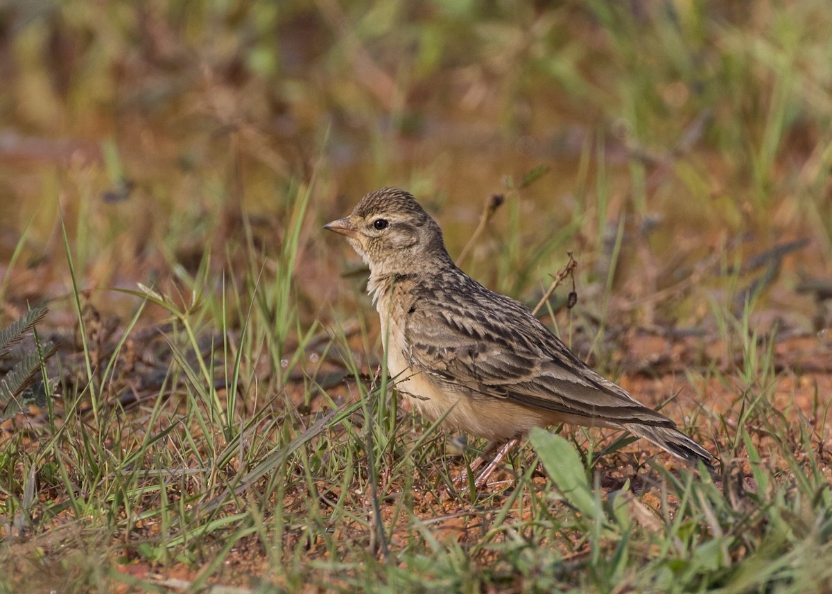 Mongolian Short-toed Lark - Moditha Kodikara Arachchi