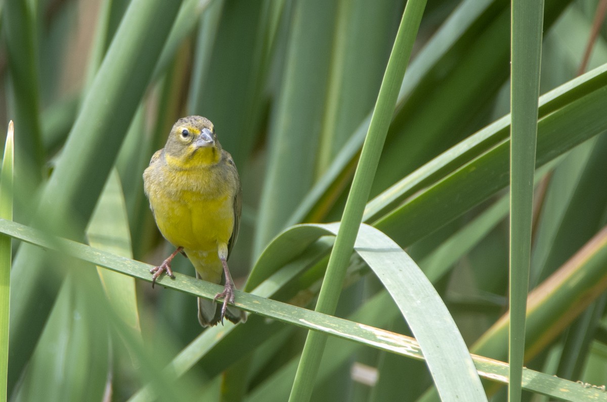 Grassland Yellow-Finch - ML285519411