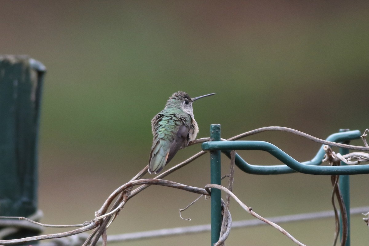 Broad-tailed Hummingbird - ML285523321