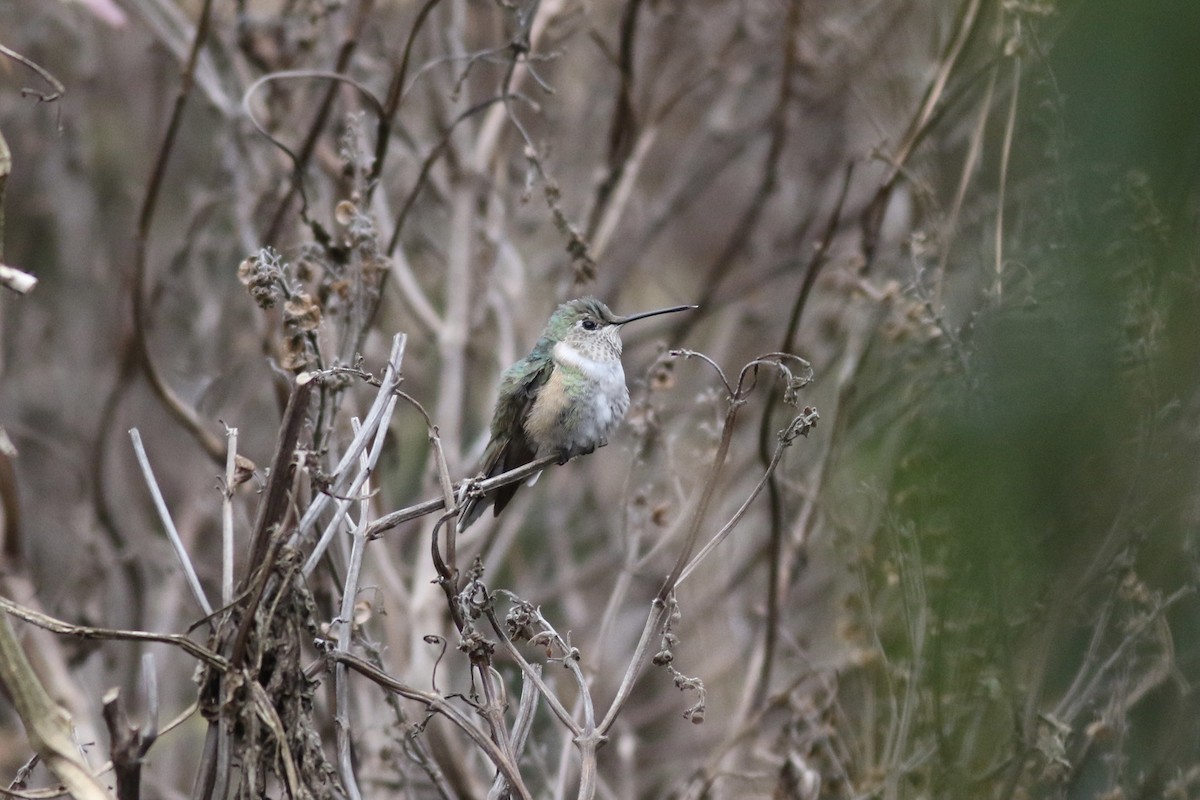 Broad-tailed Hummingbird - ML285523401