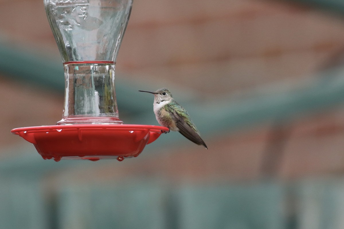 Broad-tailed Hummingbird - ML285523531