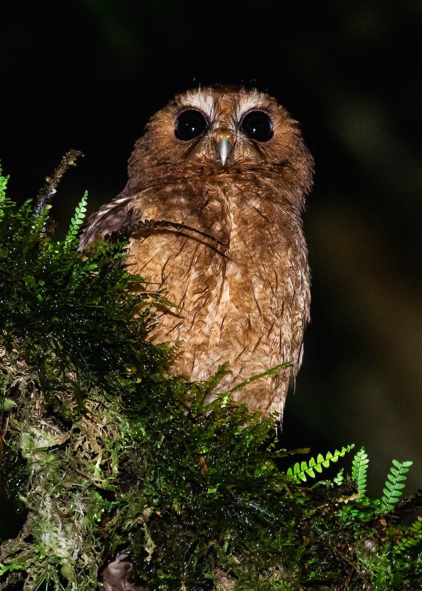 Rufescent Screech-Owl (Colombian) - ML285531361