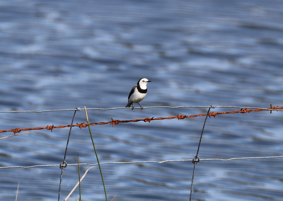 White-fronted Chat - ML285546221