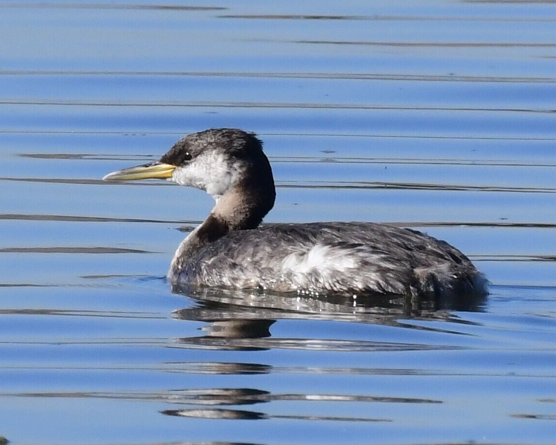 Red-necked Grebe - ML285548321