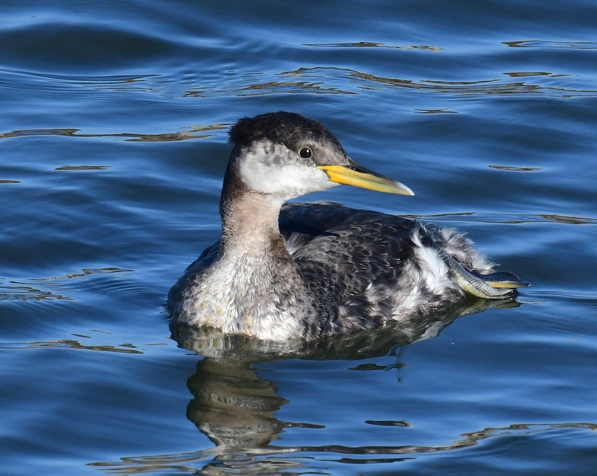 Red-necked Grebe - ML285548331