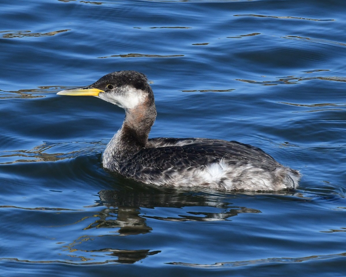 Red-necked Grebe - ML285548341