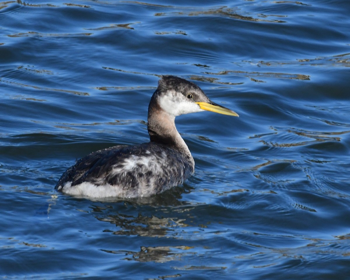 Red-necked Grebe - ML285548361