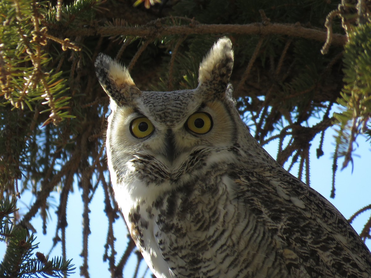 Great Horned Owl - ML285549631
