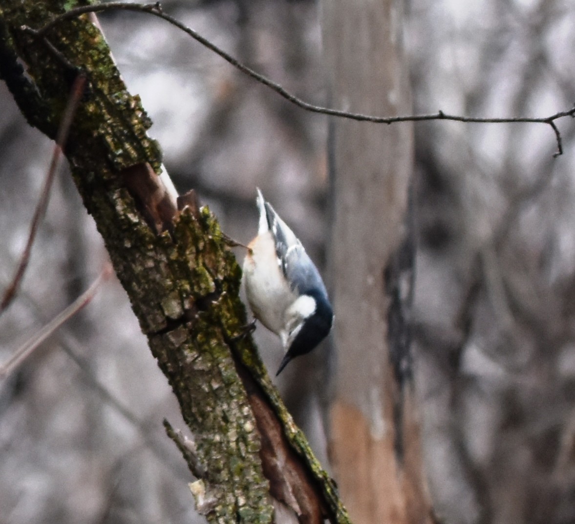 White-breasted Nuthatch - ML285550151