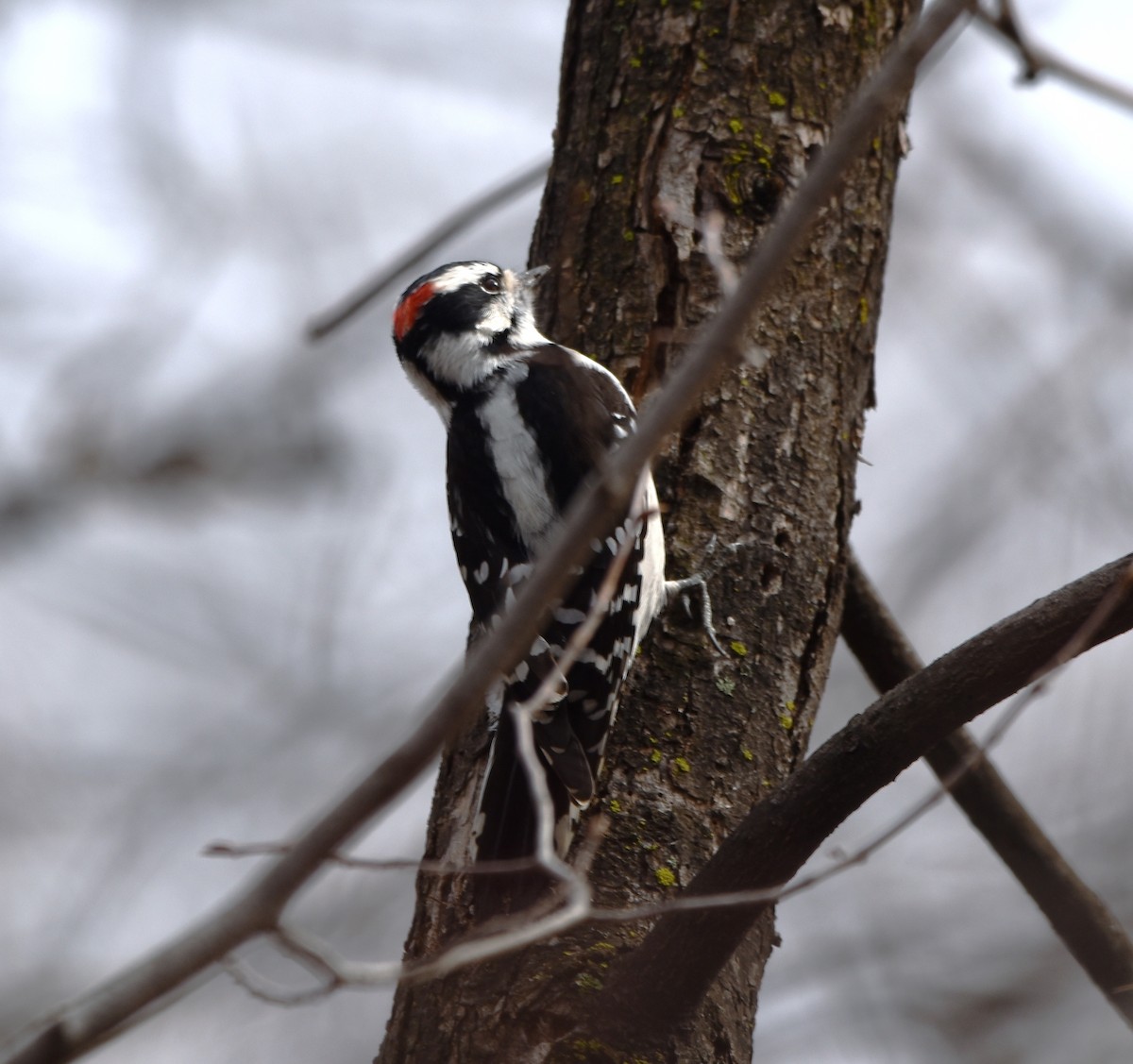 Downy Woodpecker - Pierre Cusson