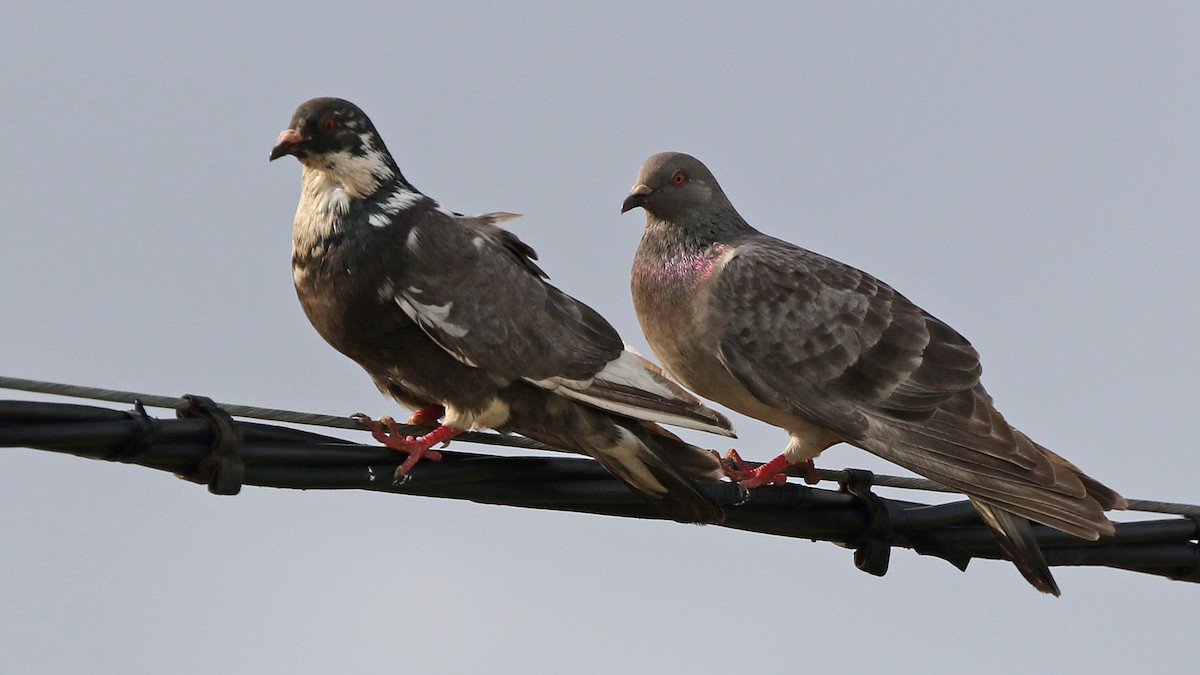 Rock Pigeon (Feral Pigeon) - ML28555451