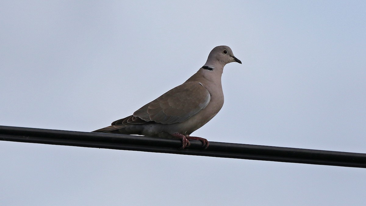 Eurasian Collared-Dove - ML28555551