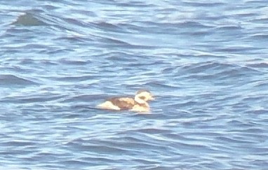 Long-tailed Duck - ML285557371