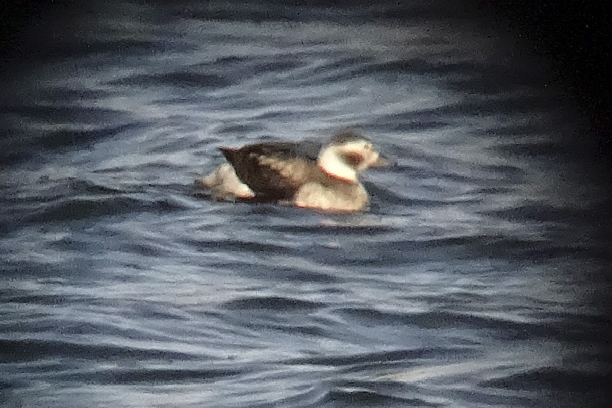 Long-tailed Duck - ML285559121