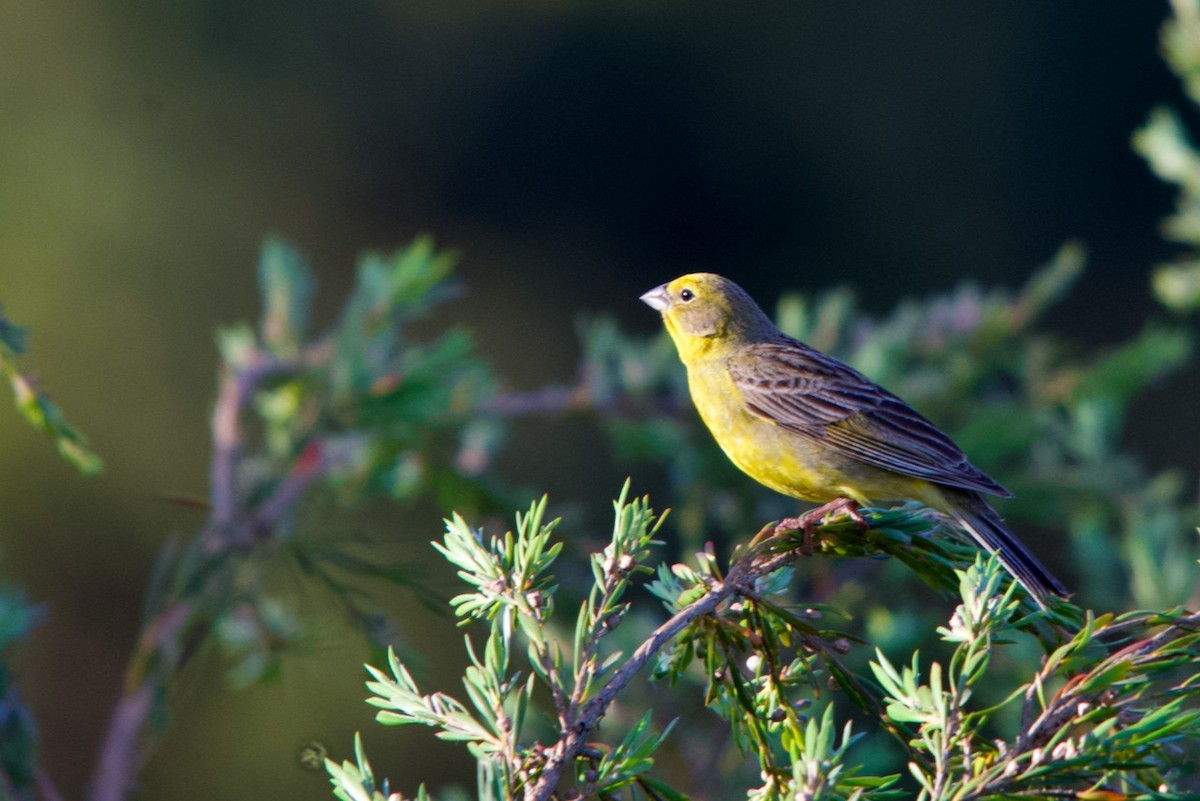 Grassland Yellow-Finch - David Nowell