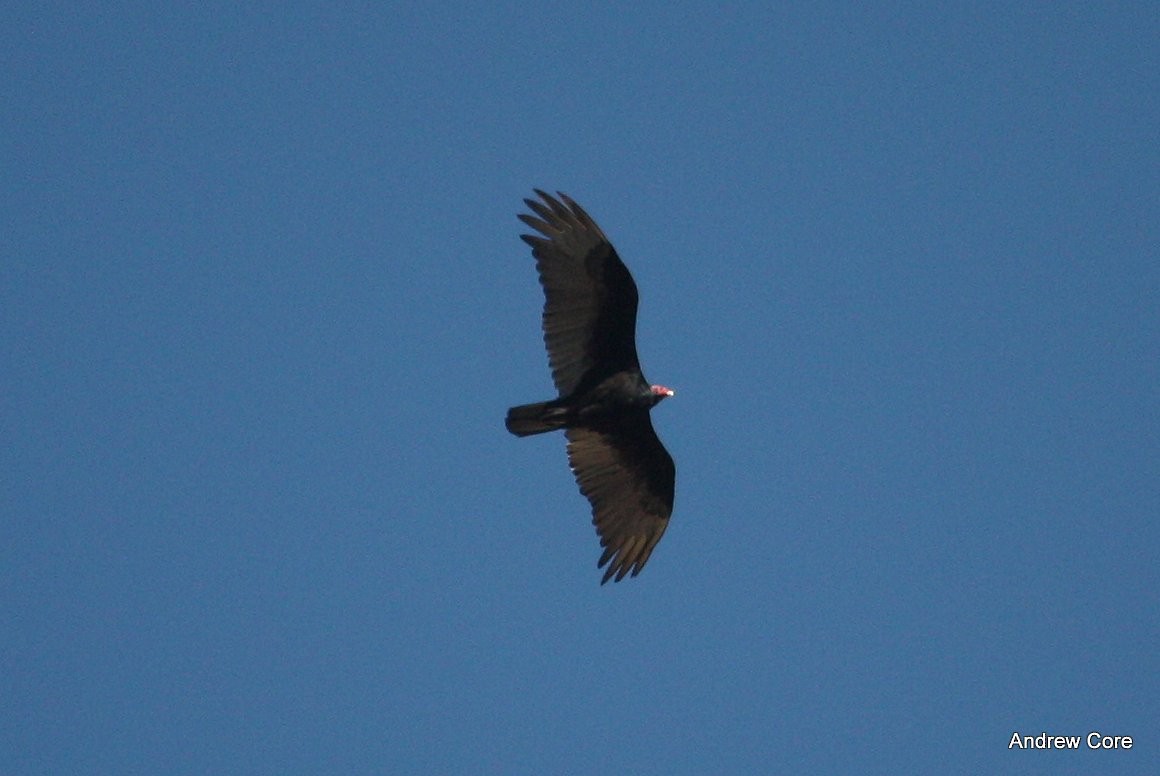 Turkey Vulture - ML28556201