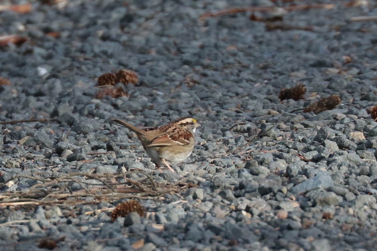 White-throated Sparrow - ML285563421