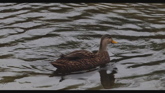 Mottled Duck (Florida) - ML285563911