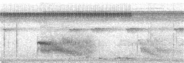 Белобрюхая гологлазка - ML285564471