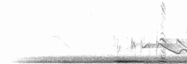 holub útesový - ML285565