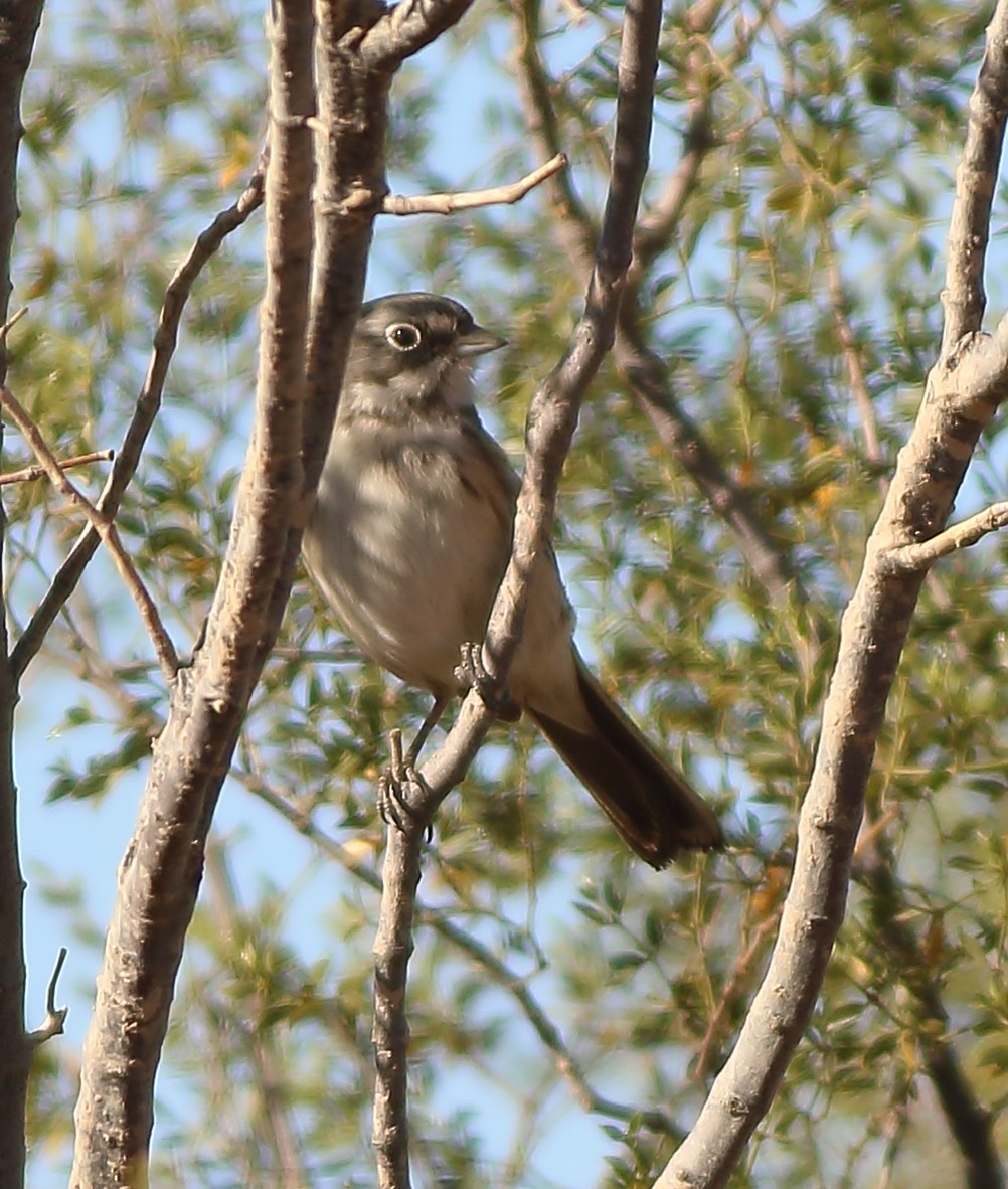 Sagebrush Sparrow - ML285572031